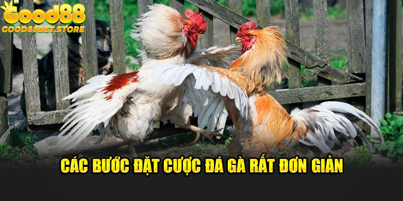 Các bước đặt cược đá gà rất đơn giản