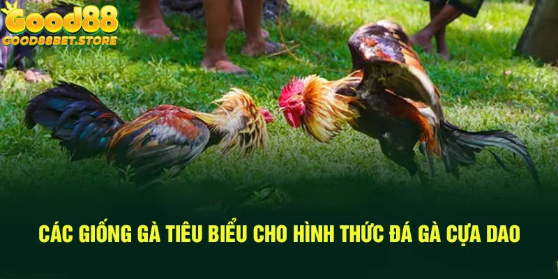 Các giống gà tiêu biểu phù hợp đá cựa dao theo nghiên cứu của Good88