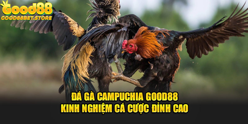 Đá Gà Campuchia Good88 - Kinh Nghiệm Cá Cược Đỉnh Cao