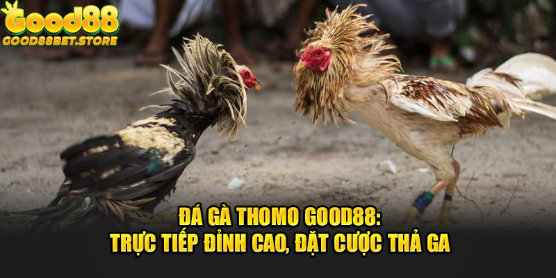 Đá Gà Thomo Good88 Trực Tiếp Đỉnh Cao, Đặt Cược Thả Ga