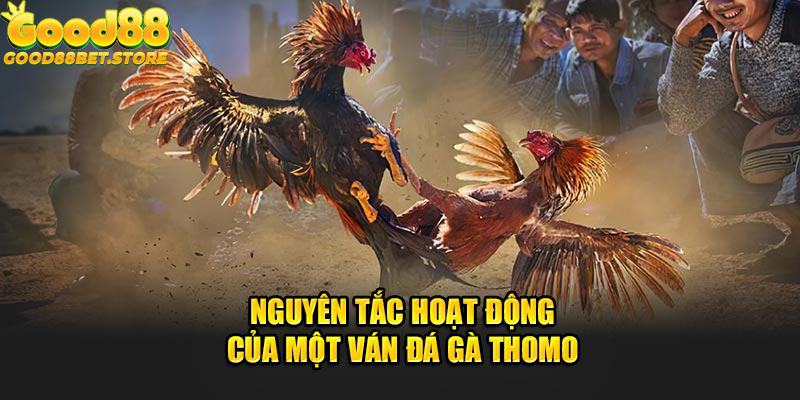 Quy trình hoạt động của một ván đá gà Thomo