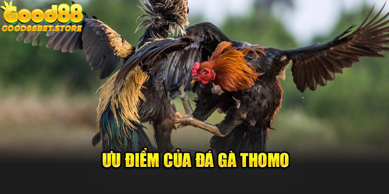 Ưu điểm của đá gà Thomo